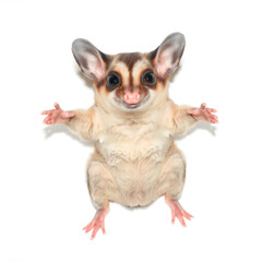 Fototapeta premium Portrait of a cute sugar glider isolated on a white background