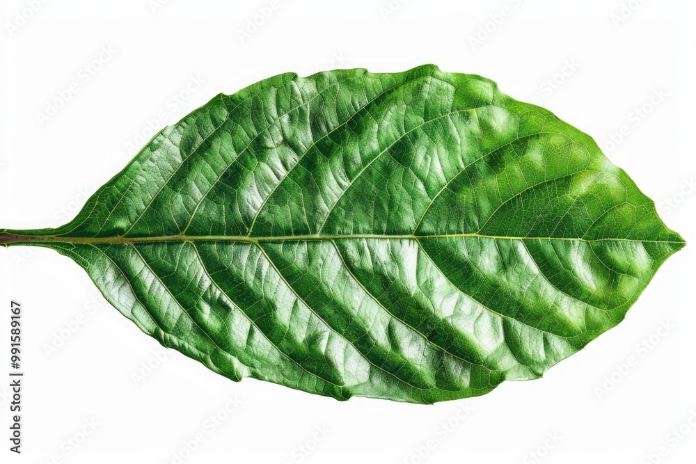 Poster a detailed view of a single leaf on a white background, ideal for use in editorial or commercial con