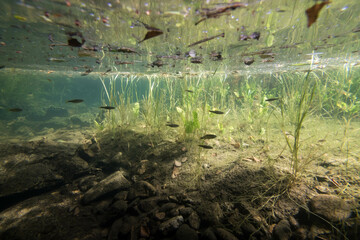 Sous la surface de l'Allier