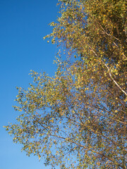 birch foliage in early autumn