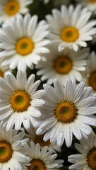 Close-up of fresh daisies with white petals.