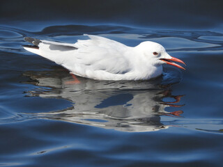 Slender-billed Gull (Chroicocephalus genei)