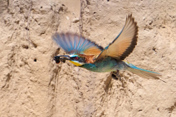 European bee-eater (Merops apiaster)