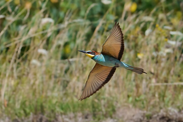 European bee-eater (Merops apiaster)