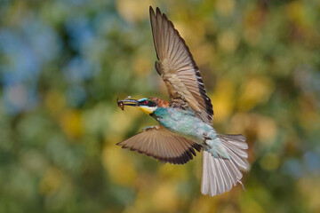 European bee-eater (Merops apiaster)