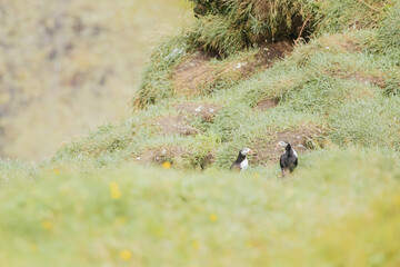 Puffins nesting on a cliff in Iceland