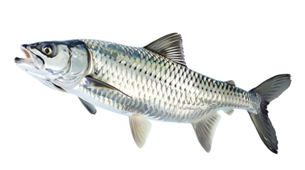 Tarpon fish isolated on a white background, aquatic animal