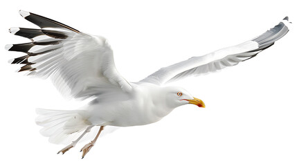 Natural white seagull isolated on a white background, aquatic animal