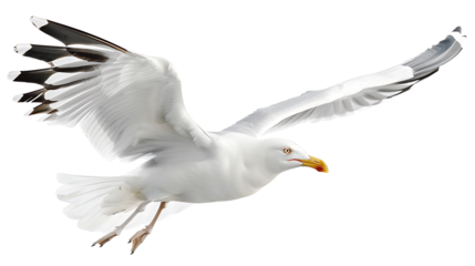Natural white seagull isolated on a white background, aquatic animal 