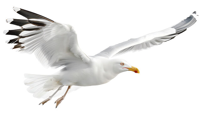 Natural white seagull isolated on a white background, aquatic animal 