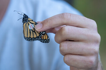 Tagged Monarch butterfly is released(Danaus plexippus) after tagging in Cape May, New Jersey