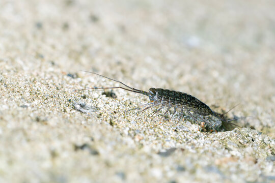 ふなむし」の写真素材 | 742件の無料イラスト画像 | Adobe Stock