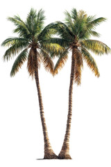 Obraz premium Two tall palm trees with lush green leaves, standing close together, creating a tropical and serene atmosphere