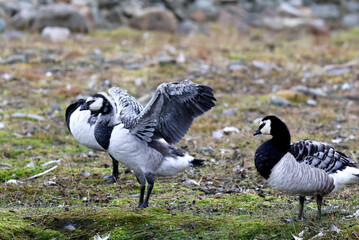 Group of Barnacle Goose in Svalbard