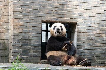 Le Le, Male Panda returned from Singapore, Panda Paradise, China