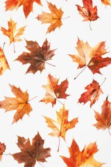 Fototapeta premium A collection of variously colored leaves arranged on a white surface