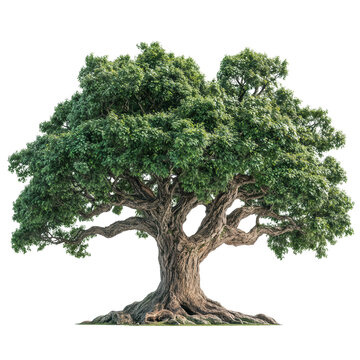 A majestic, broad-leaved tree with a thick trunk and dense foliage, showcasing the beauty of nature and resilience