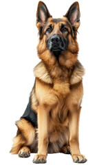 A majestic German Shepherd sits attentively, showcasing its strong build and beautiful coat, embodying loyalty and intelligence