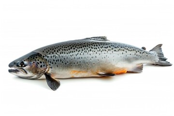 Obraz premium A fish lying down on a white surface