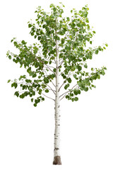 Fototapeta premium A slender aspen tree with white bark and light green leaves, isolated on transparent background, PNG file