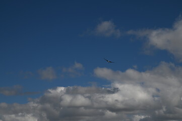 Mornac-sur-Seudre (Charente-Maritime)