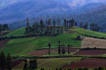 Obraz premium Beautiful agricultural hills with pine trees and the forest in the background.