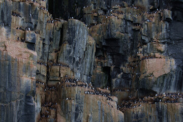The Alkefjellet cliff in Lomfjordhalvoya in Ny-Friesland at Spitsbergen