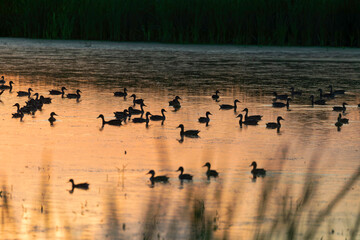 The Mallards - wild duck (Anas platyrhynchos) on the lake