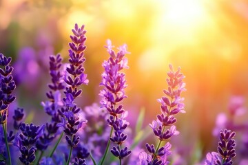 Fototapeta premium Beautiful purple flowers in the garden at sunset. Nature background. Levander flower on the garden.geneative ai