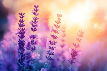 Beautiful purple flowers in the garden at sunset. Nature background. Levander flower on the garden.geneative ai