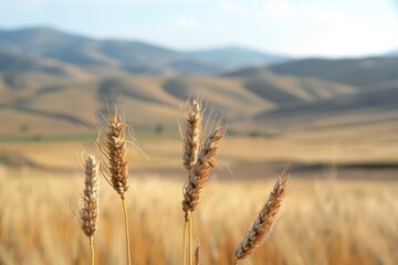 Naklejka premium Panoramic Wheat Fields against Hilly Landscape