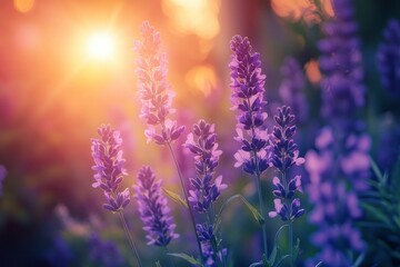 Obraz premium Beautiful purple flowers in the garden at sunset. Nature background. Levander flower on the garden.geneative ai