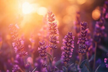 Beautiful purple flowers in the garden at sunset. Nature background. Levander flower on the garden.geneative ai