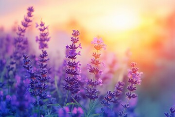 Beautiful purple flowers in the garden at sunset. Nature background. Levander flower on the garden.geneative ai