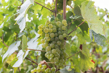 Vigne en fleur au moment des vendanges 