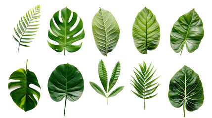 Set of top view lay flat Green leaf on withe background