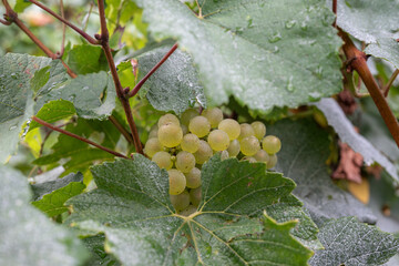 Vigne en fleur au moment des vendanges 