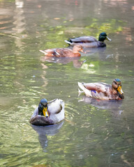 Two duck couples swimming in a pond. 4 ducks hanging out in a sunny autumn day. 