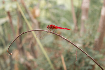 Sympetrum fonscolombii, The red-veined darter or nomad, is a dragonfly of the genus Sympetrum.