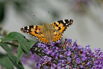 Painted Lady (Vanessa cardui) butterfly perched on summer lilac in Zurich, Switzerland