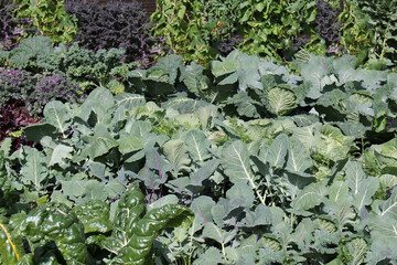 A Dense Display of Cabbages in a Garden Vegetable Plot.