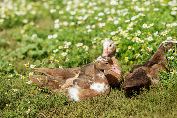 Farming. Ducks Resting in Field of Wild Daisies.