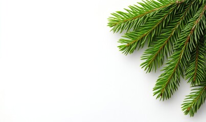 Spruce Branches Border on White Background