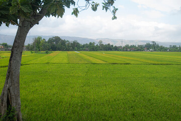 Obraz premium A peaceful view in the countryside with stretches of rice fields that are starting to turn yellow.