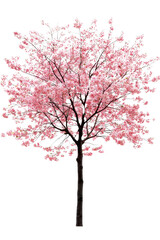 Obraz premium A tall, blossoming cherry blossom tree with pink flowers, isolated on transparent background, PNG file, capturing the beauty of spring