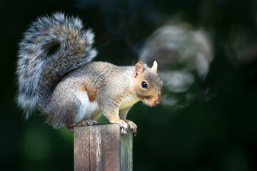 Portrait of a cute grey squirrel standing on a garden fence post
