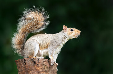 Portrait of a grey squirrel standing on a tree stump