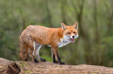 Portrait of a red fox with open mouth standing on a log in the forest