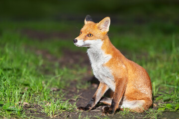 Portrait of a cute red fox cub in a forest