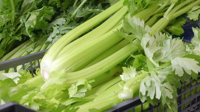 Crisp celery stalks stand out in the market, representing a versatile ingredient cherished in Italian cuisine for salads, soups, and flavoring dishes.